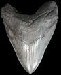 Huge, Megalodon Tooth - South Carolina #43017-1